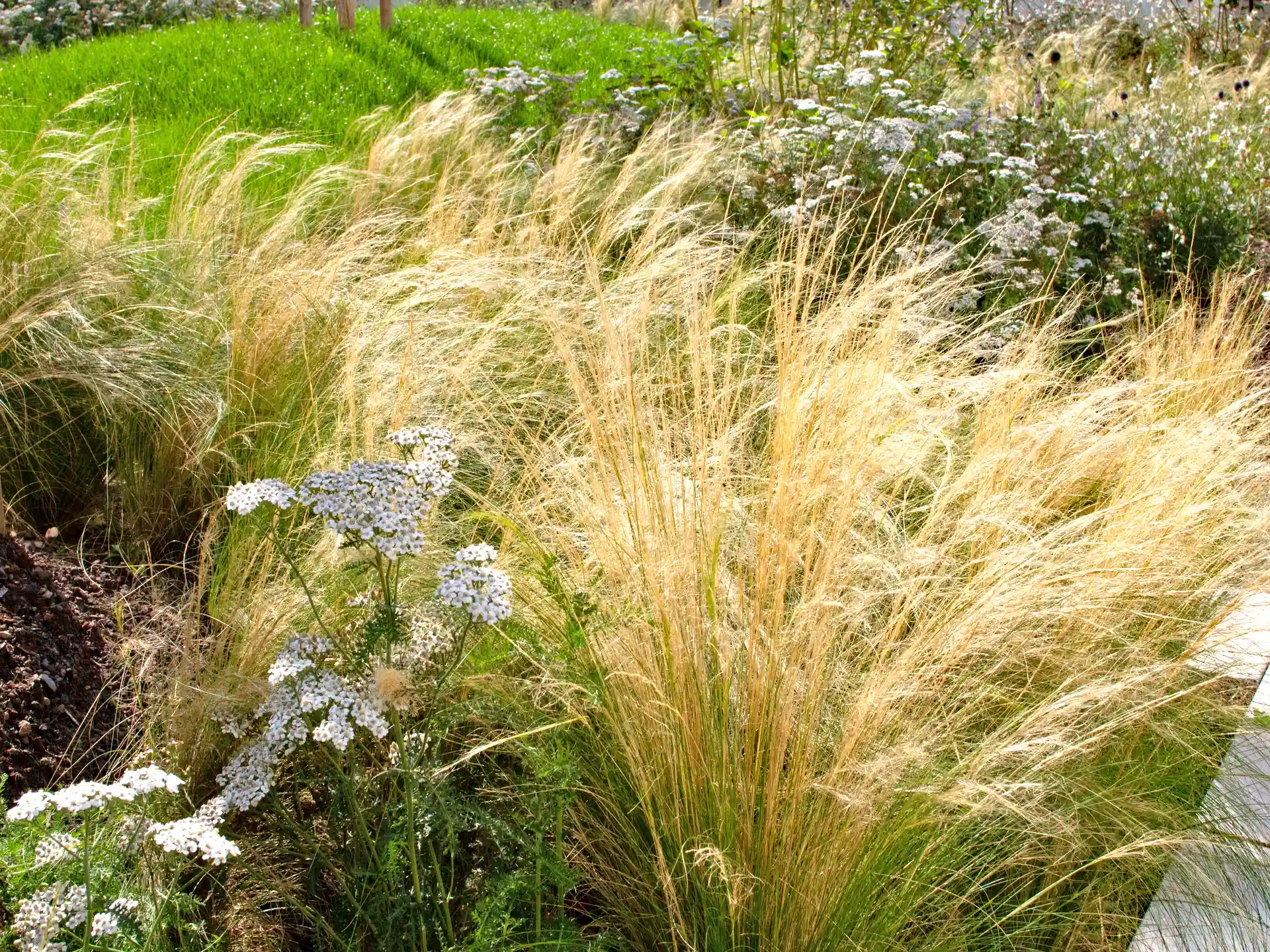 Fein strukturiertes Federgras Stipa tenuissima 'Pony Tails' in sommerlicher Staudenpflanzung mit weißen Doldenblüten.