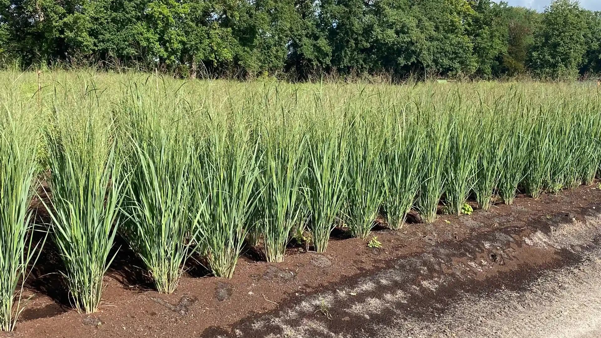 Gräser und die richtige Sommerpflege - So bleiben Ihre Pflanzen in Form Reihe aufrecht wachsender Panicum virgatum 'Northwind' mit straff vertikalem Wuchs und blaugrünem Laub in Freilandkultur vor bewaldetem Hintergrund.