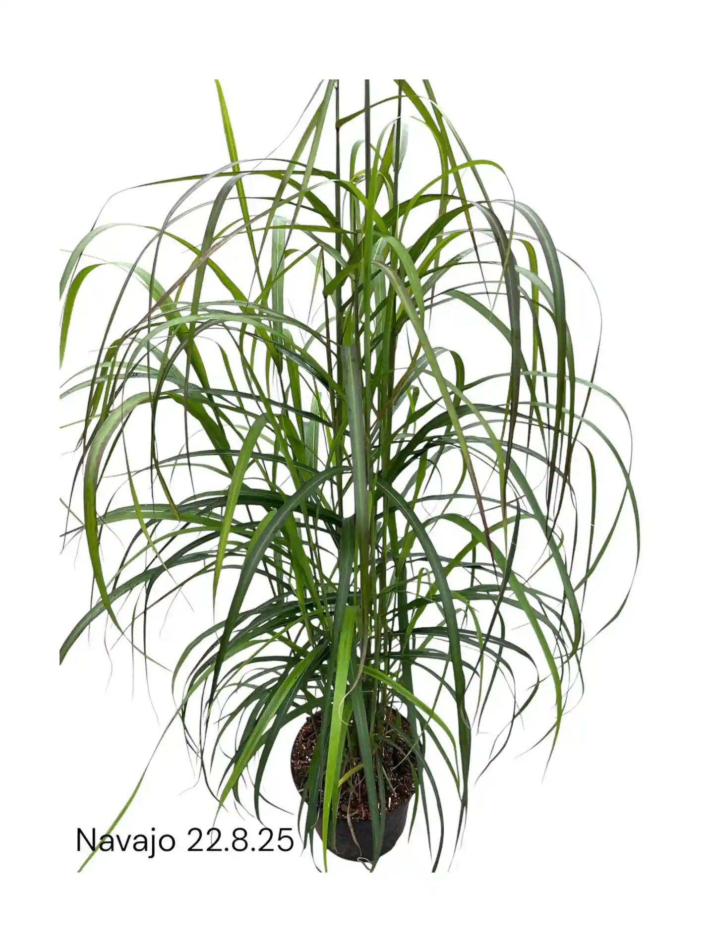 Miscanthus sinensis 'Navajo'