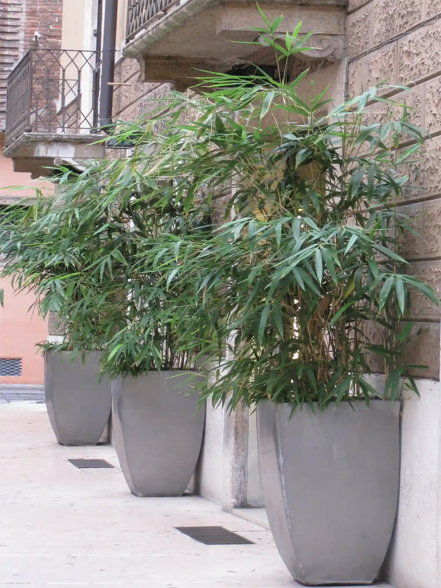 Pseudosasa Japonica als Kübelpflanze auf Gehweg - robuster Stadtbambus für Terrasse, Balkon oder Eingangsbereich.
