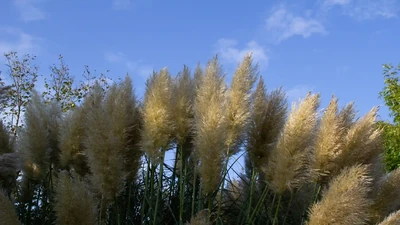 Blütengruppe von Pampasgras Cortaderia selloana