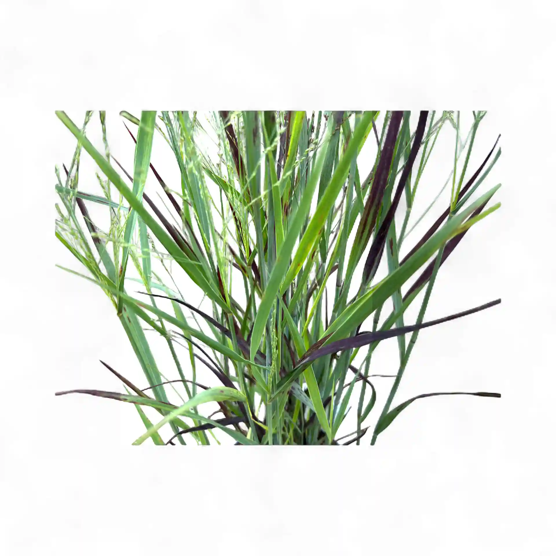 Panicum virgatum 'Heiliger Hain'