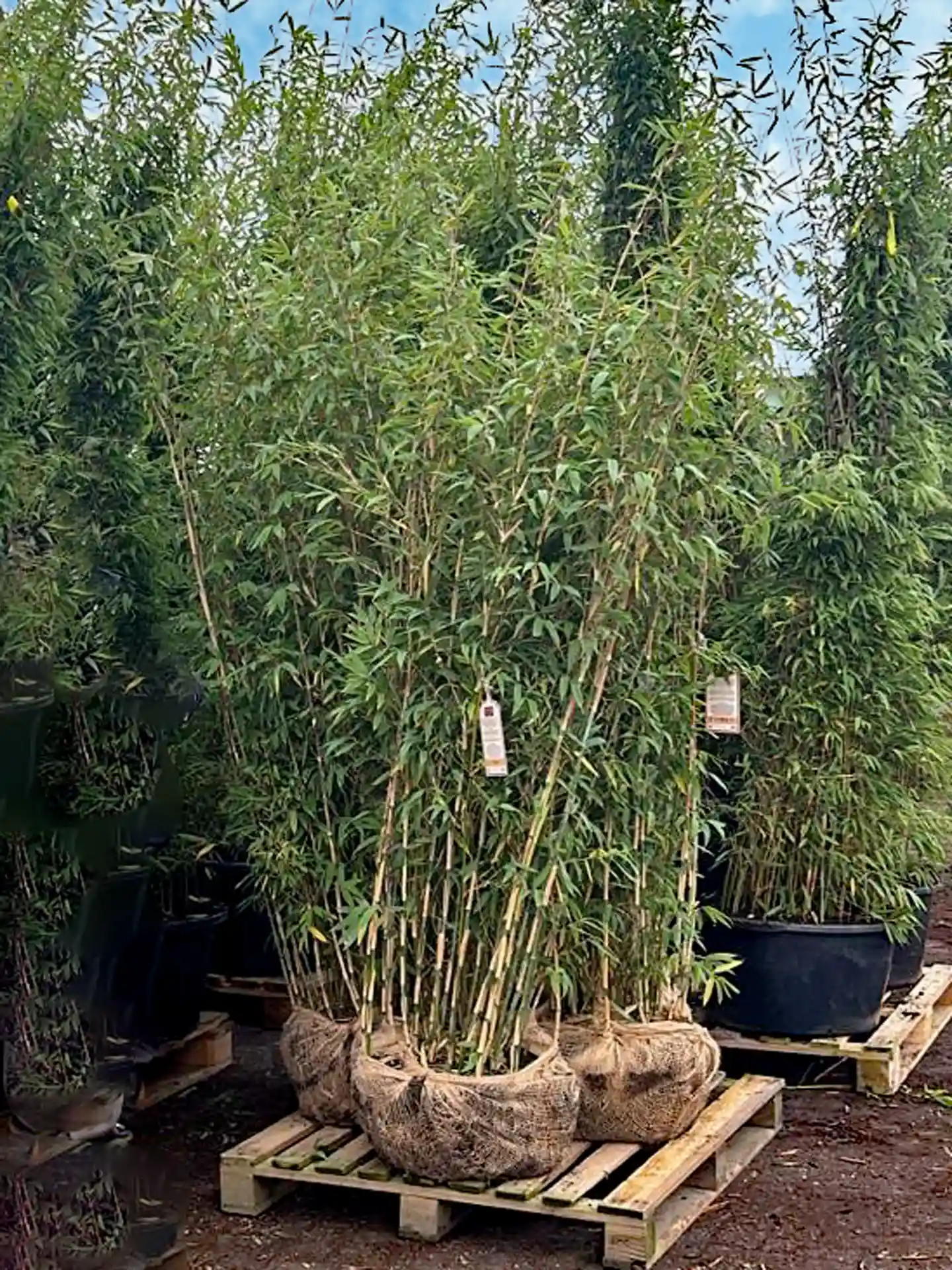 Bambus Fargesia 'Maasai'® Bambus Fargesia Maasai als Ballenware in kräftigen Pflanzenbündeln für Sichtschutz.