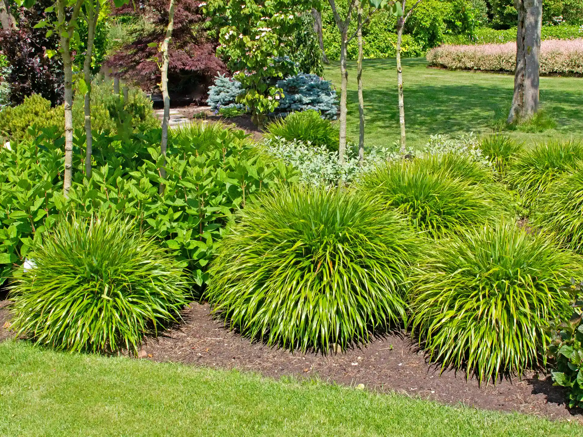 Hakonechloa macra als rundliche Strukturpflanze in gemischter Rabatte.