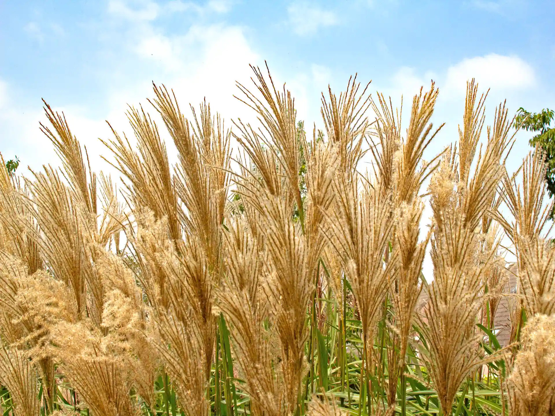 Miscanthus sinensis 'Malepartus'