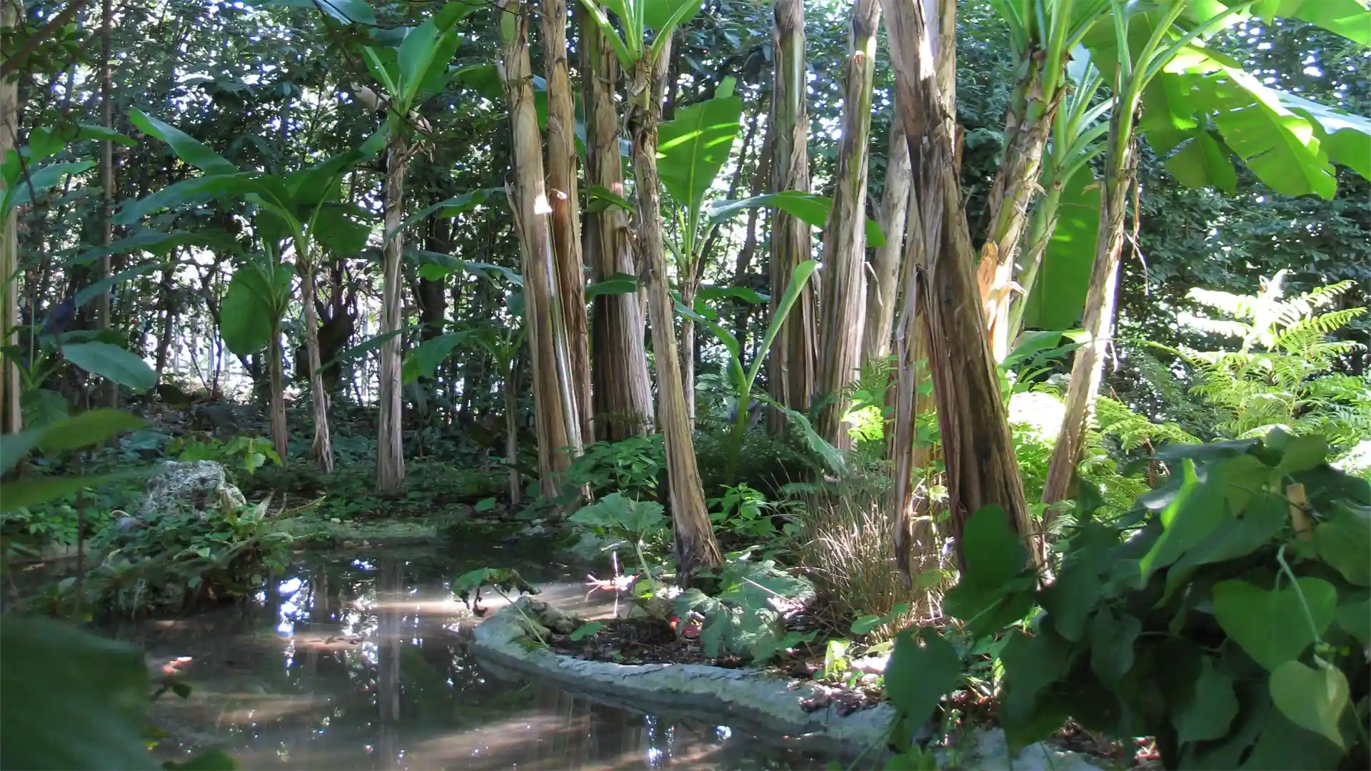 schattiger Wasserlauf in dschungelähnlicher Atmosphäre
