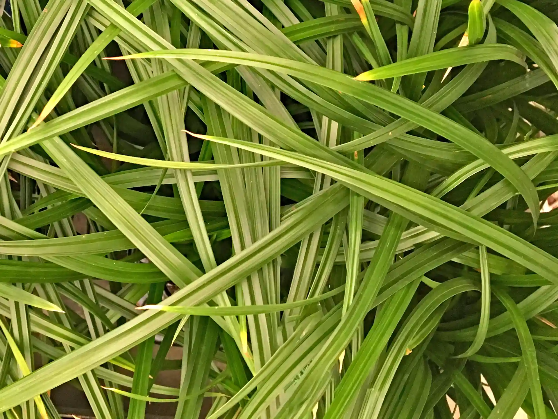Carex 'Iris Green' - sattgrüne, schmale Blätter in dichter Struktur für moderne Gartenkonzepte oder Dachbegrünung.