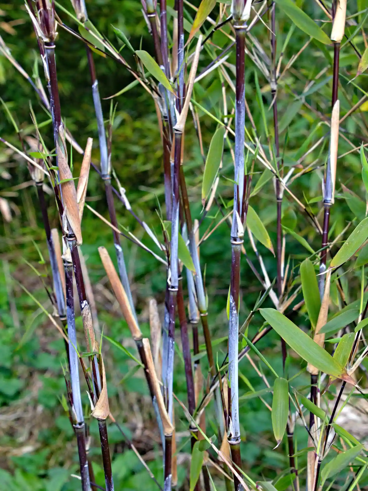 Bambus Fargesia nitida 'Winter Joy' Bambus Fargesia nitida 'Winter Joy'