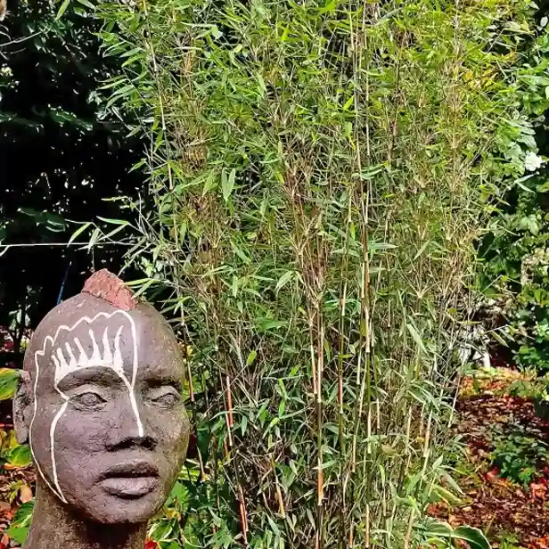 Steinskulptur eines menschlichen Kopfes mit weißen Markierungen vor einem dichten grünen Bambushintergrund in einem Gartenumfeld.