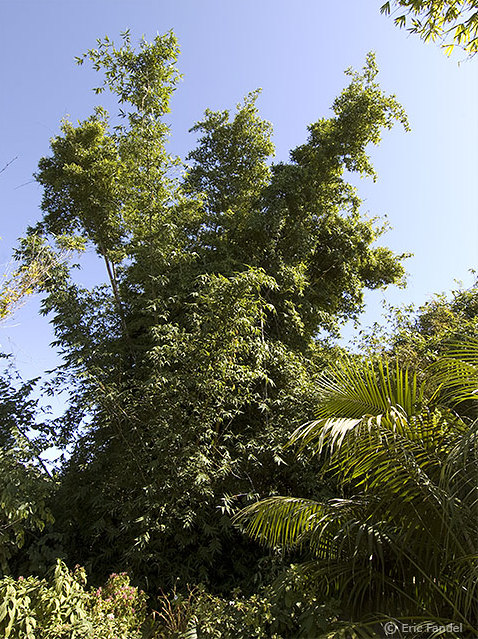 Bambusa multiplex (Bambusa glaucescens)