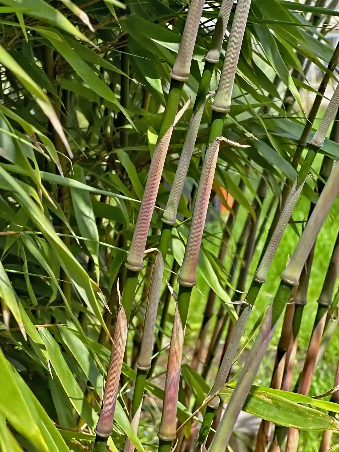 Pflegeleichter Bambus Fargesia Rufa Sunbird mit aufrecht wachsenden Halmen in kräftigem Licht - perfekt für moderne Gärten.