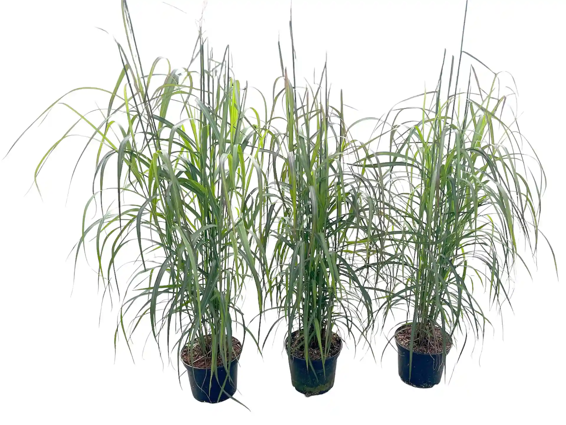 Miscanthus sinensis 'Navajo'