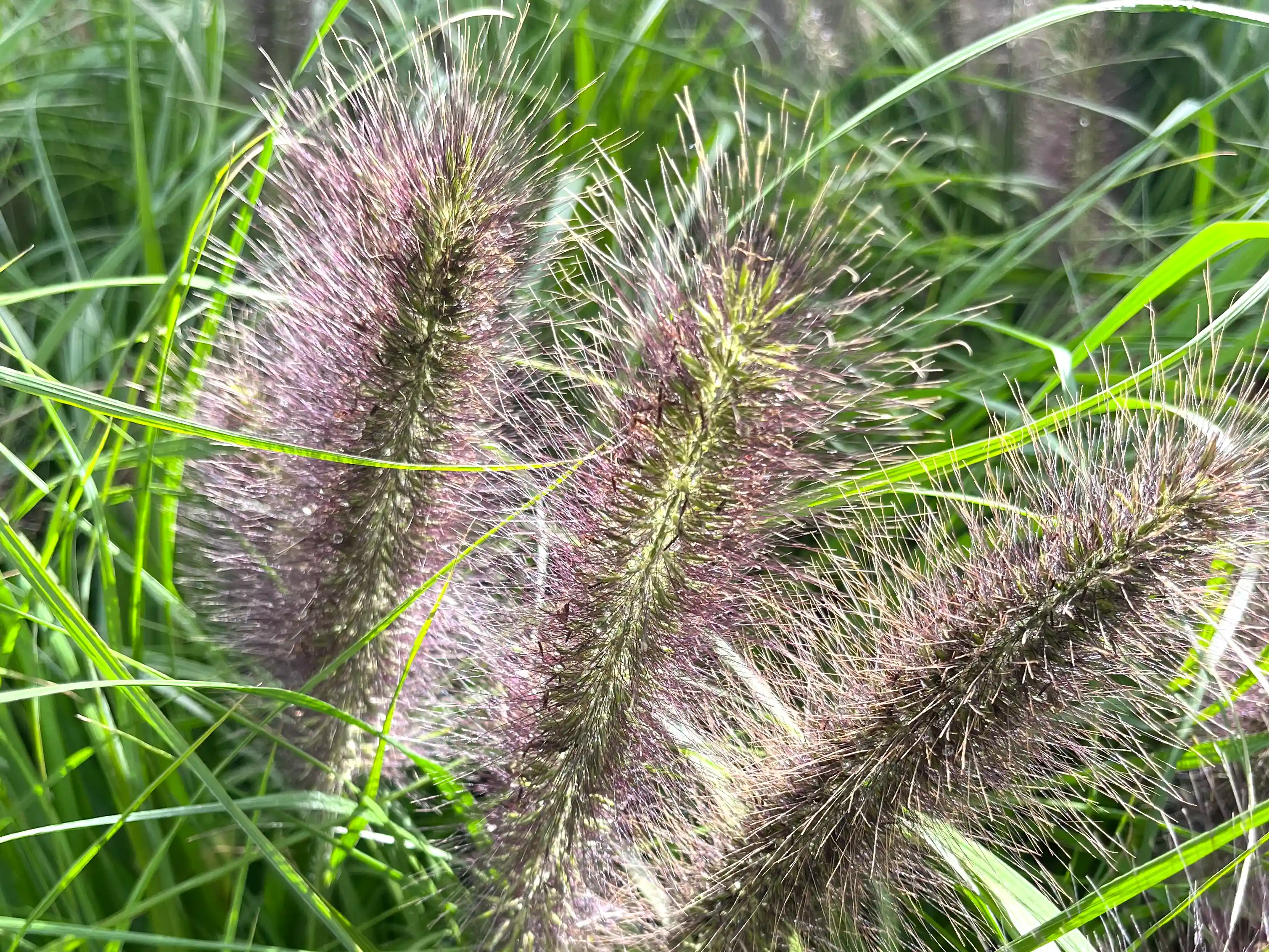 Pennisetum alopecuroides 'Moudry' Pennisetum alopecuroides 'Moudry'