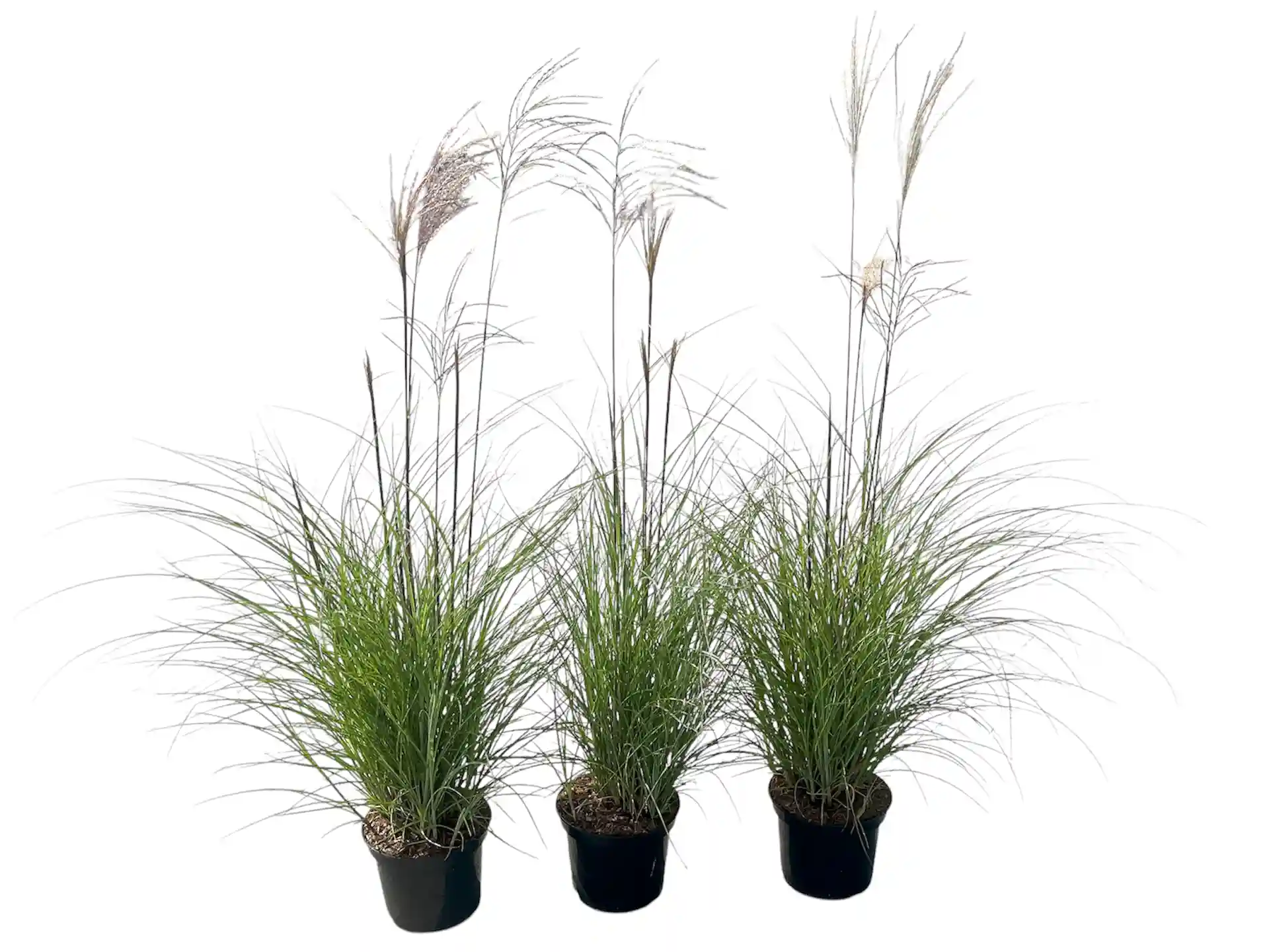 Miscanthus sinensis 'Serengeti'