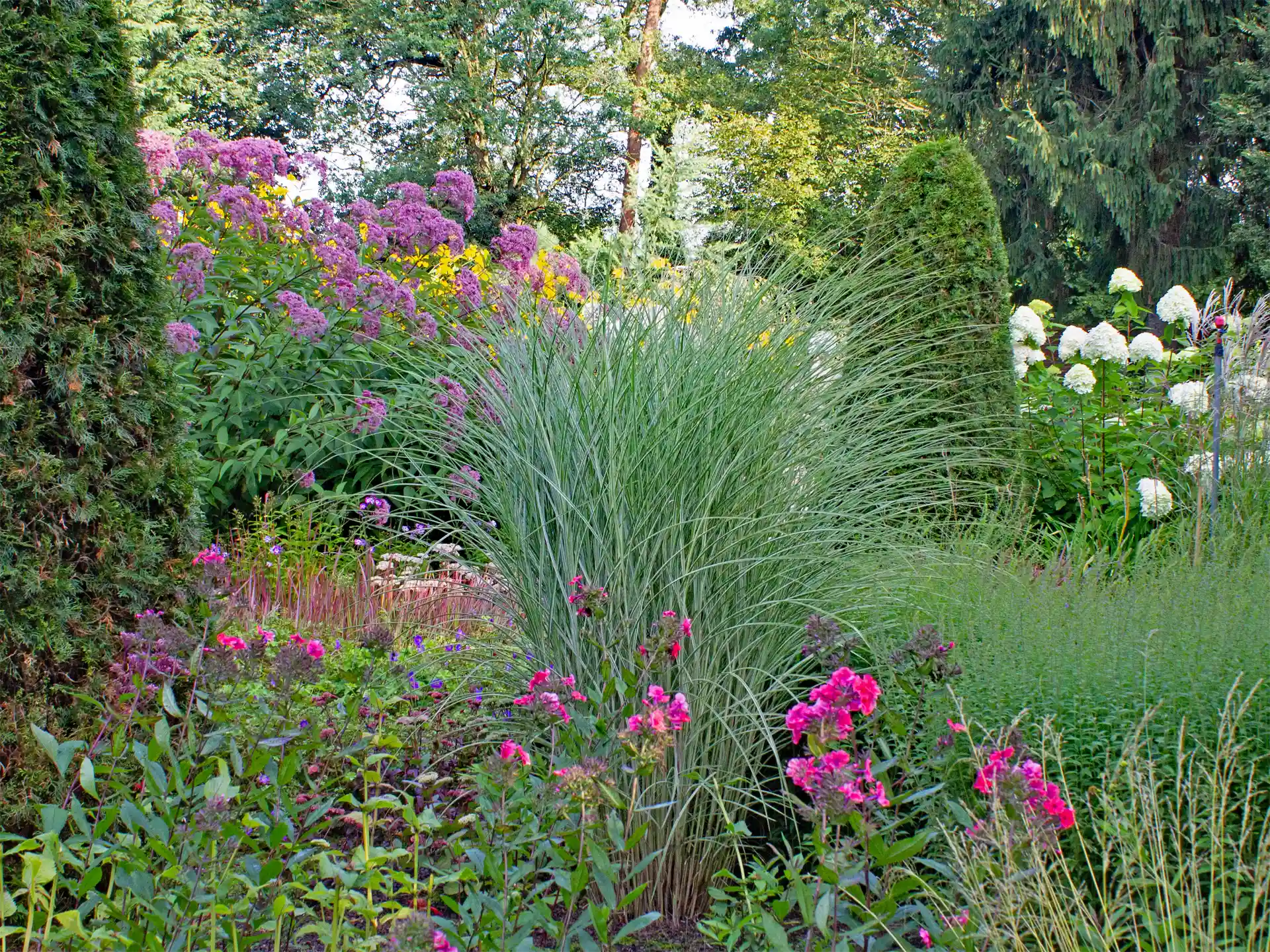 Miscnathus sinensis 'Morning Light' in gemischter Rabatte mit rosa Blüten und umgebender Formpflanzung.
