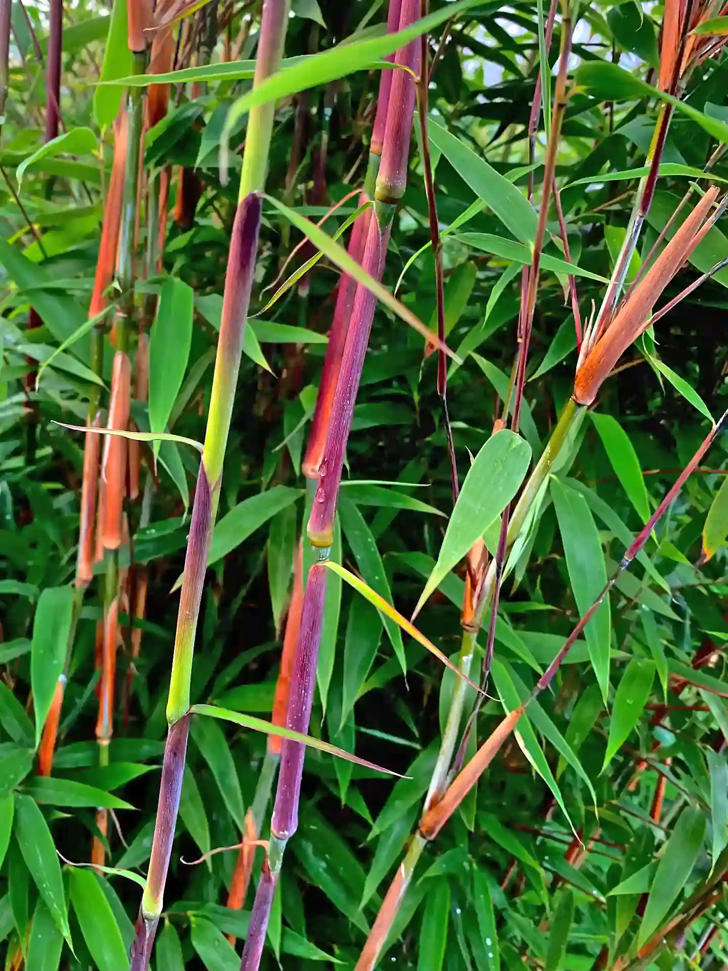 Detailaufnahme des Fargesia Violet Woods - attraktiver Farbkontrast im Bambusbeet.