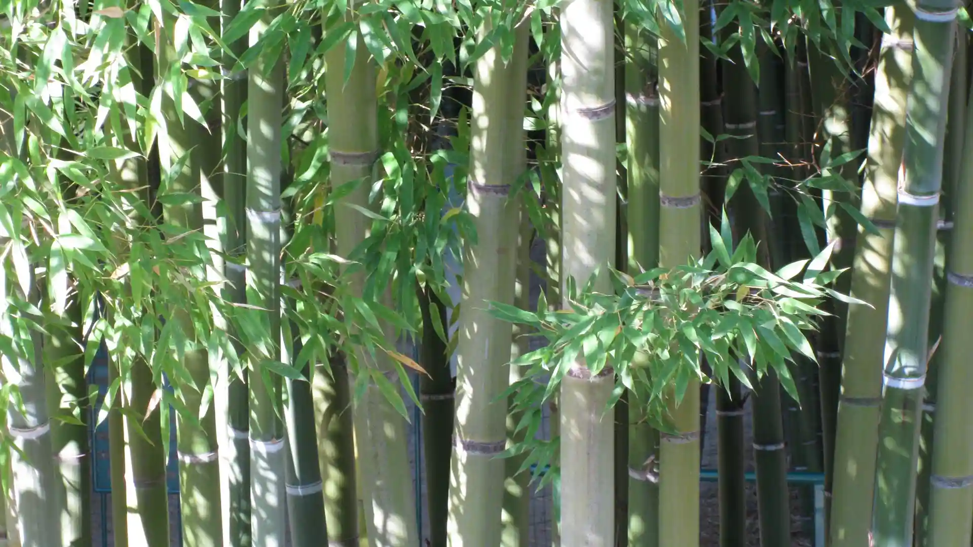 Phyllostachys edulis mit typischen Halmen und Laub.
