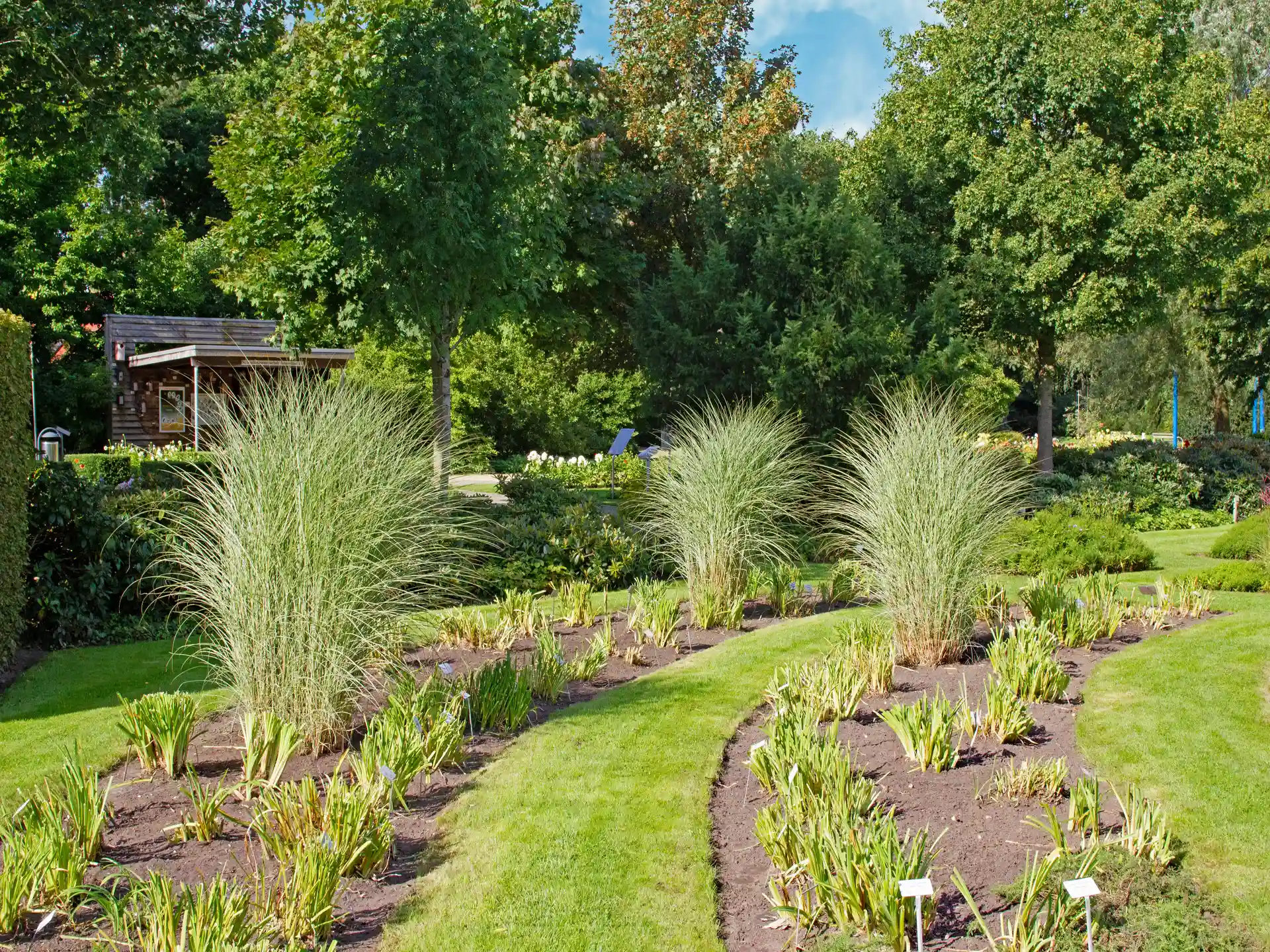 Miscanthus sinensis 'Morning Light' in strukturierter Gruppenpflanzung entlang eines geschwungenen Beetrands.