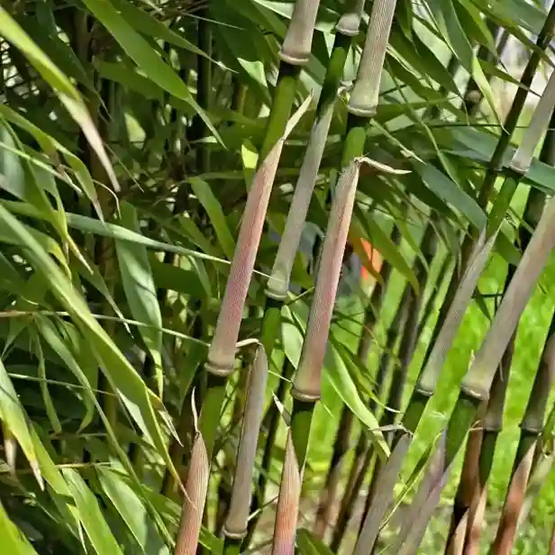 Nahaufnahme von Bambusrohren mit grünen Blättern im Hintergrund. Die Rohre sind teilweise rötlich gefärbt und zeigen deutliche Knoten. Die Blätter sind lang und schmal und variieren in der Farbe von hellgrün bis dunkelgrün.