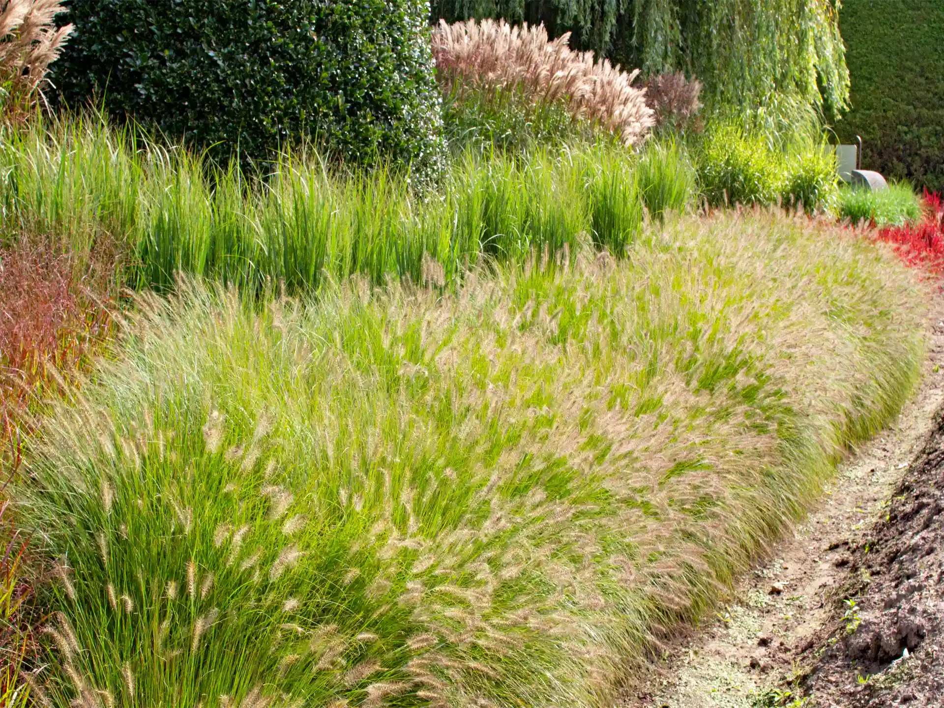 Langer Pflanzstreifen mit Pennisetum alopecuroides 'Hameln', dessen grüne Horste dicht an dicht wachsen und eine weiche Beetkante bilden.