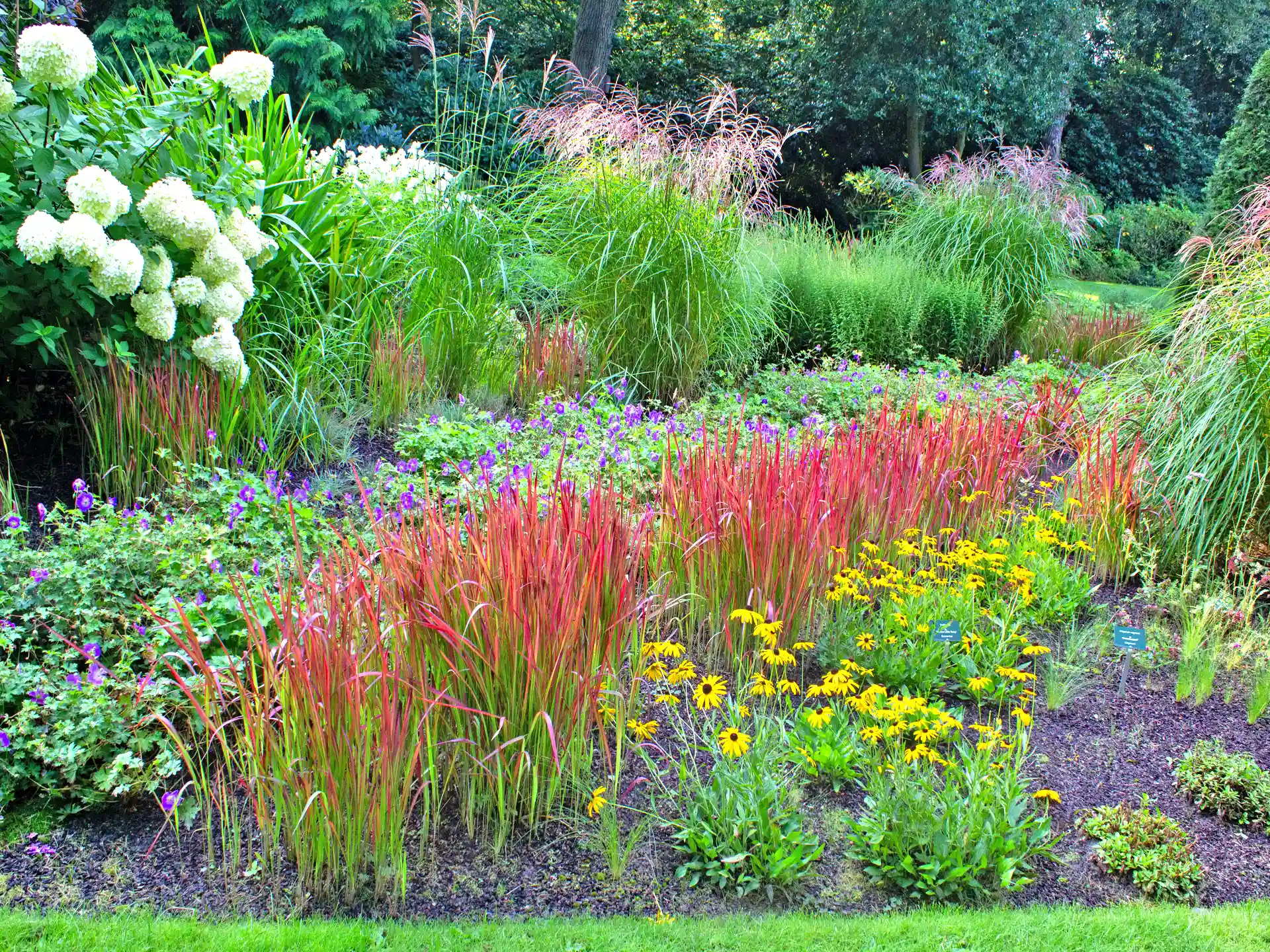 Imperata cylindrica 'Red Baron' mit intensiv rot gefärbten Blattspitzen in farbenfroher Staudenrabatte.