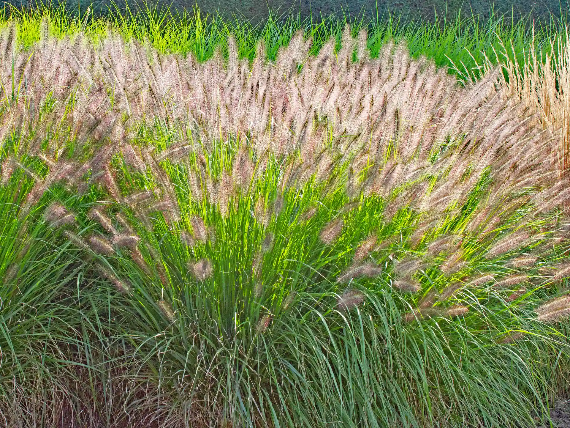 Pennisetum alopecuroides 'Hameln' in voller Blüte mit vielen cremeweißen, leicht rosa angehauchten Ähren über bogig überhängendem Laub.