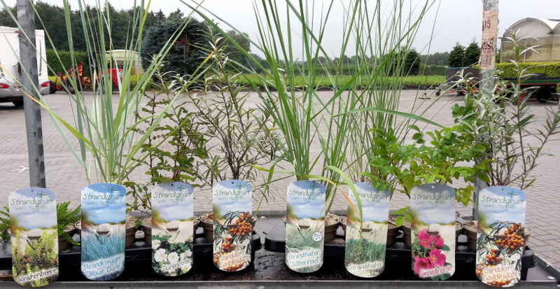 Strandfrucht (10er Paket)