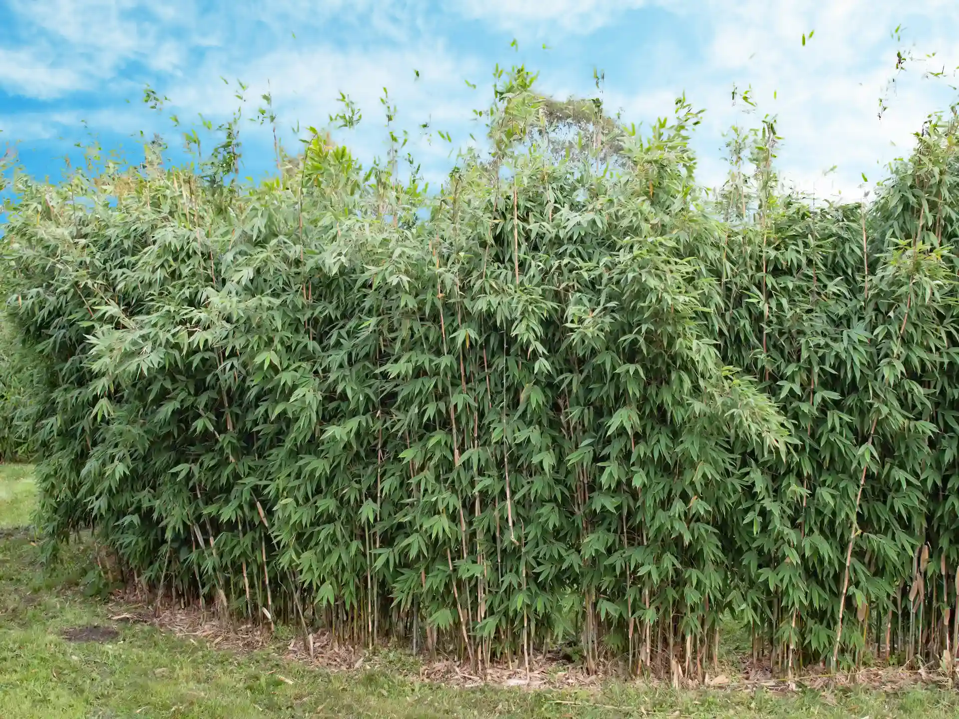 Bambus Fargesia 'Maasai'® Fargesia 'Maasai' Bambushecke auf Wieso mit blauem Himmel - winterharte Bambushecke mit kompaktem Wuchs, ideal als immergrüner Sichtschutz im Garten.