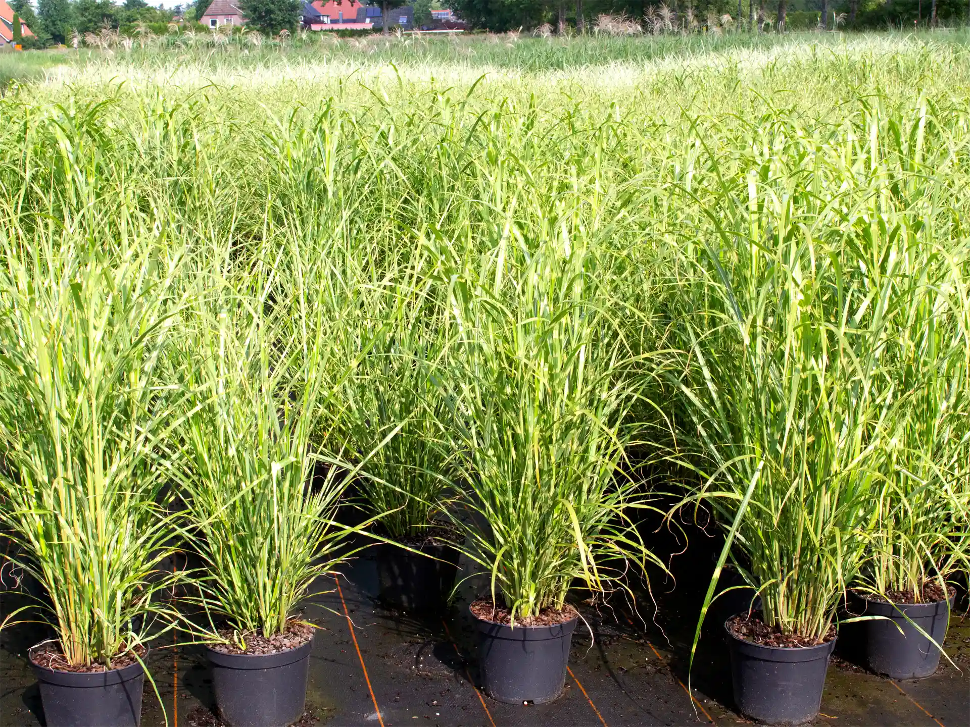 Junge Miscanthus sinensis 'Zebrinus' Pflanzen in schwarzer Containerkultur mit gut sichtbaren gestreiftem Laub.