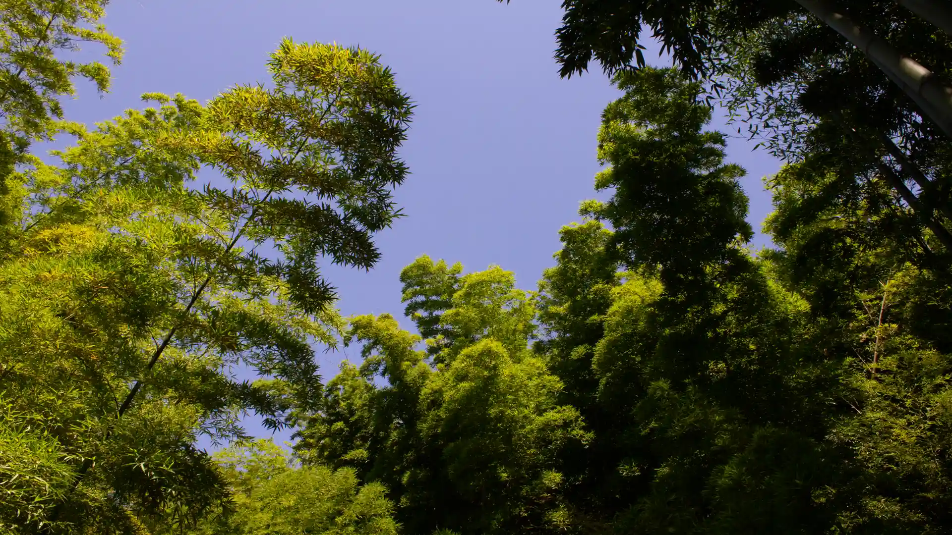 Hohe Bambuspflanzen vor strahlend blauem Himmel