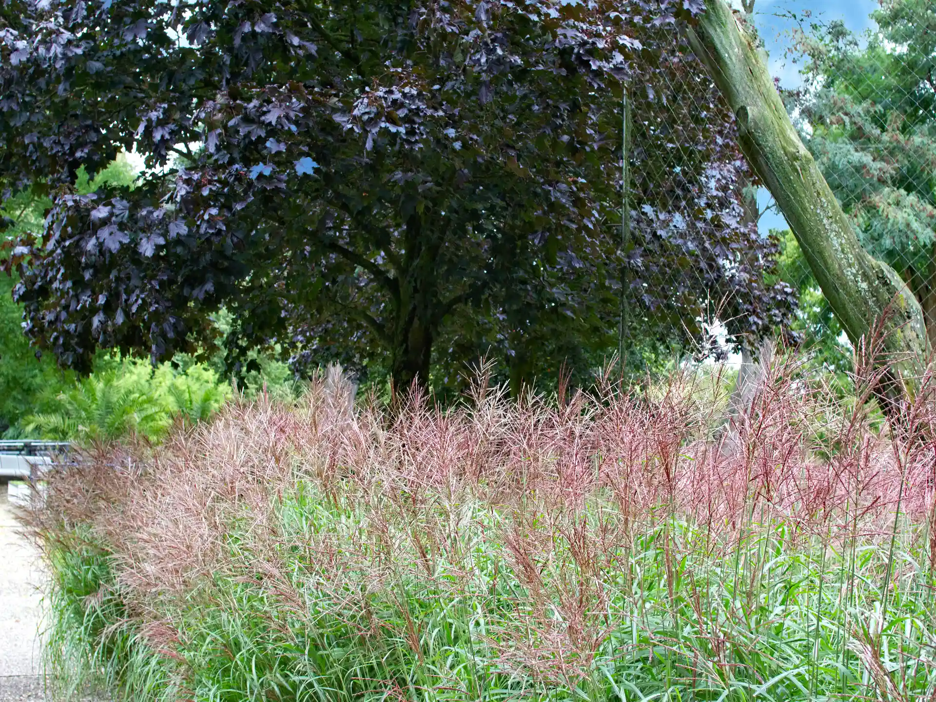 Miscanthus 'Ferner Osten' - lockerer Wuchs mit intensiven Röttönen im Blütenstand, setzt lebendige Akzente im Spätsommergarten.