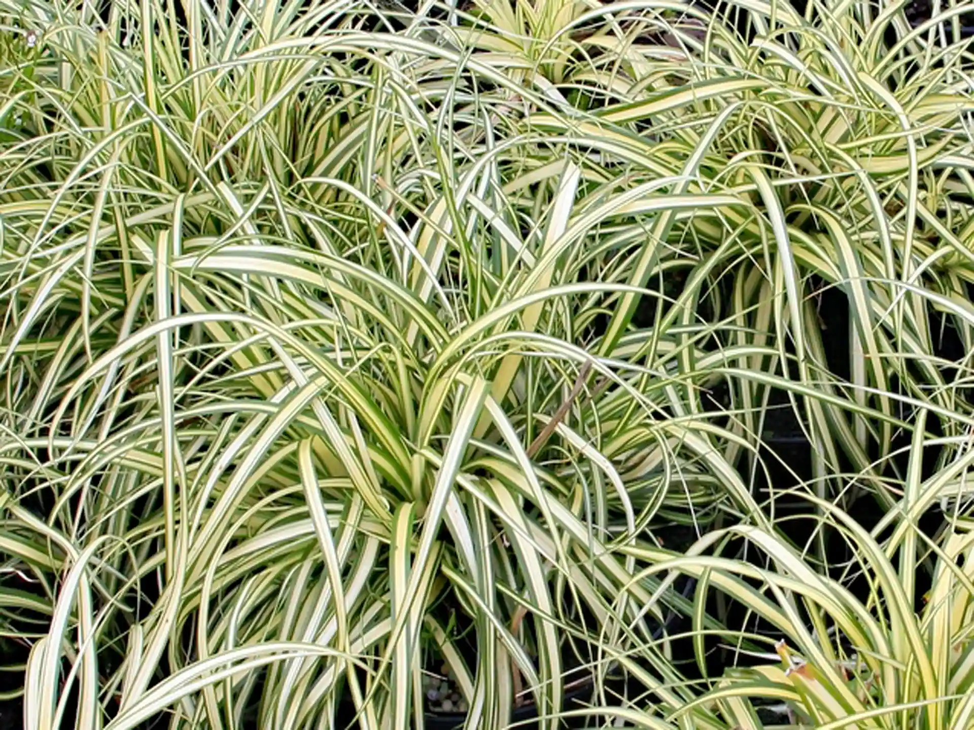 Carex oshimensis 'Evergold' Carex Oshi Evergold in dichter Gruppenpflanzung - pflegeleicht, winterhart und strukturgebend im Beet.