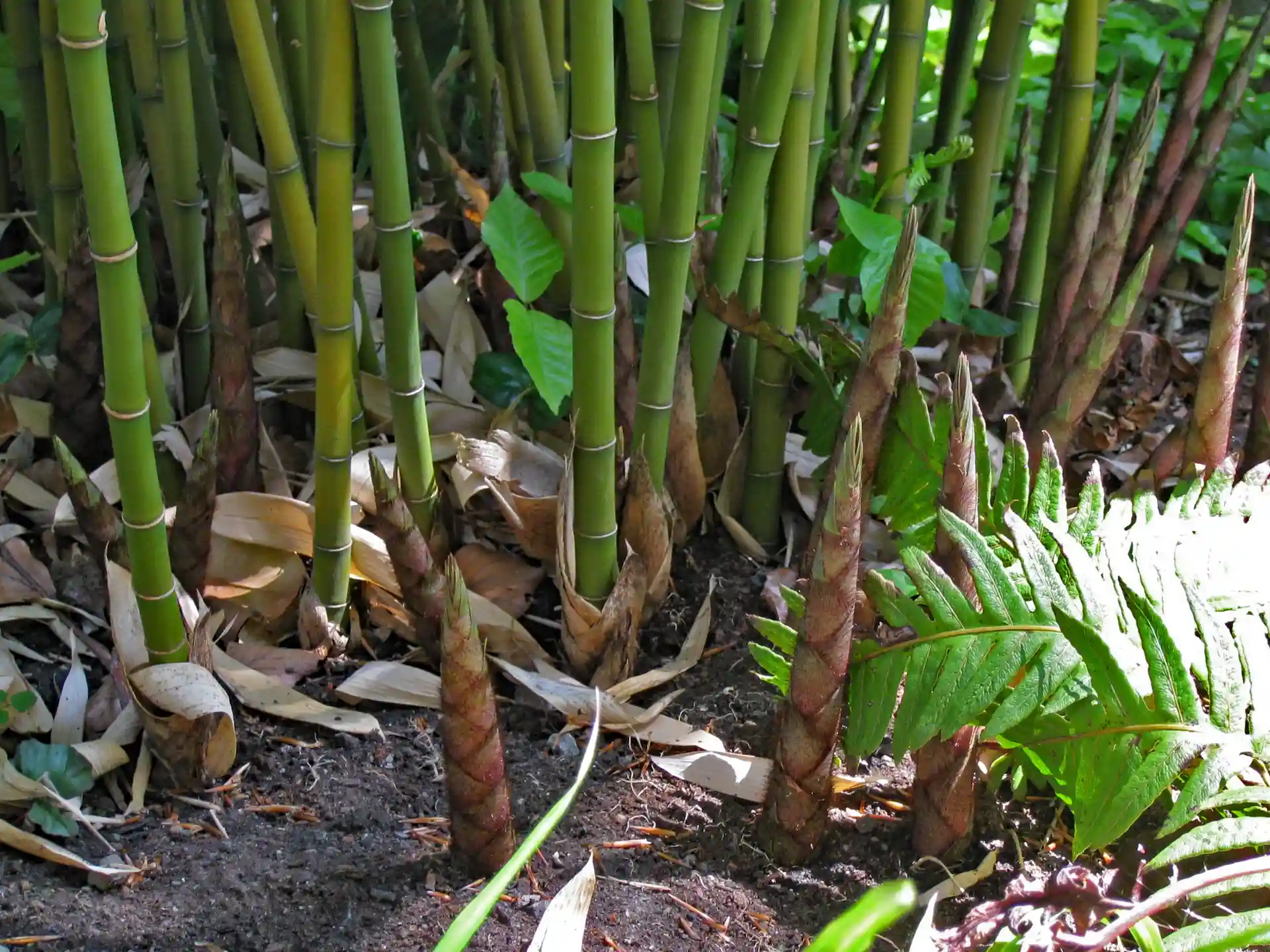 Halmbasis des Fargesia Robusta Campbell mit kräftigen Ausläufern am Halmboden - ideal für strukturierte Gartengestaltung.