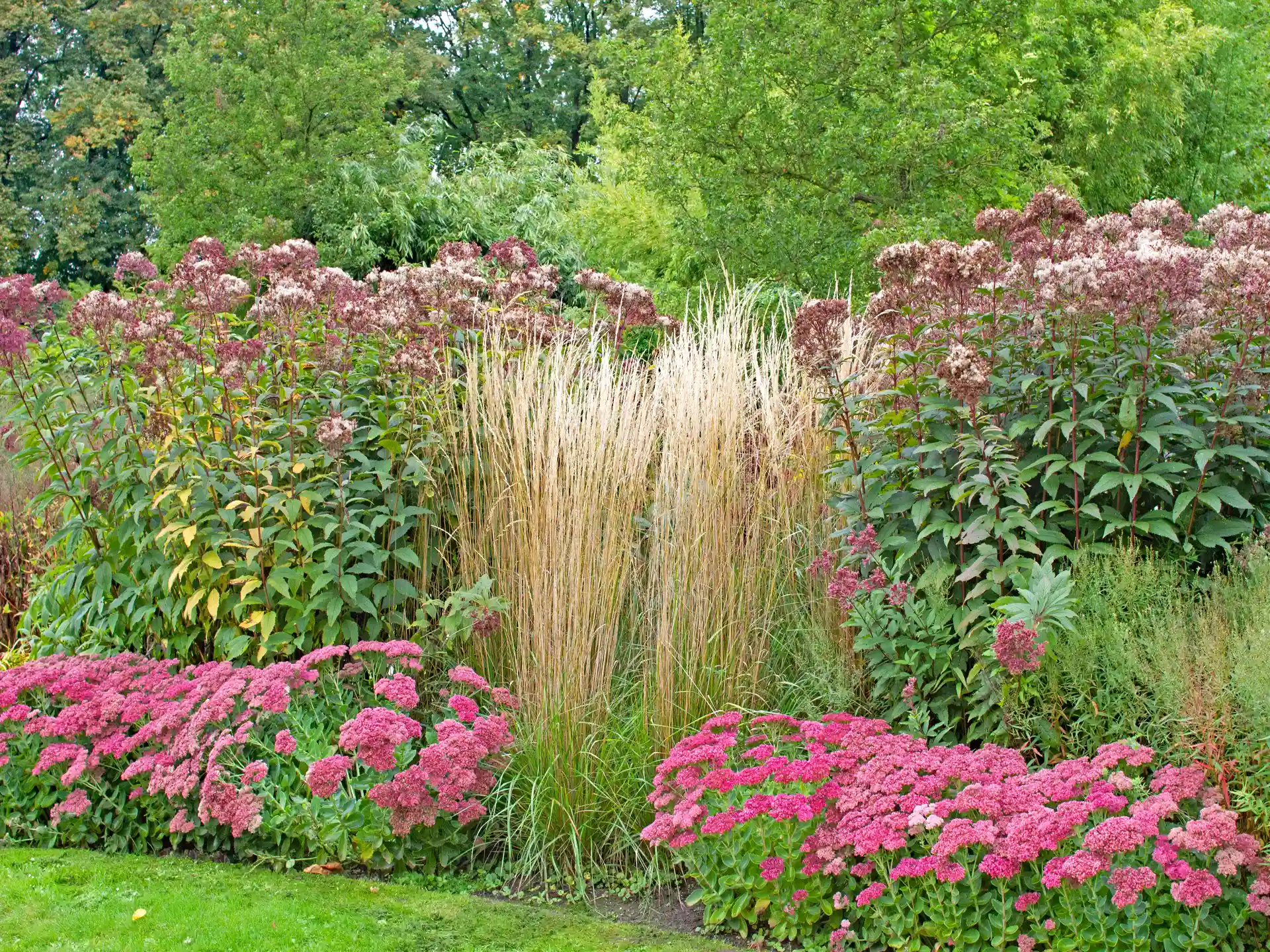 Reitgras Calamagrostis x acutiflora 'Karl Foerster'