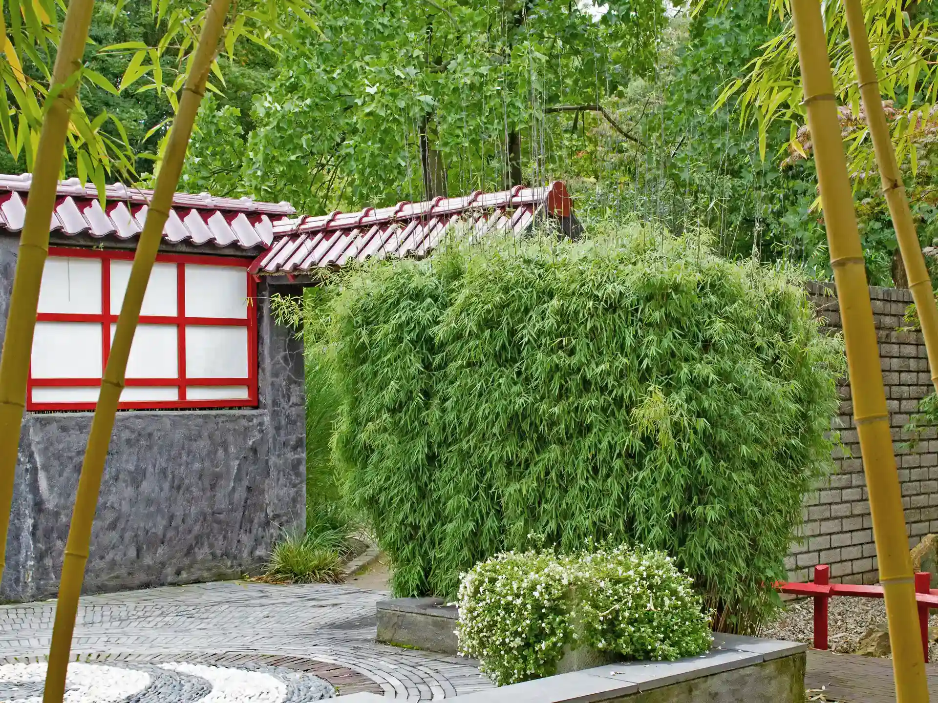 Roter Bambus 'Jiuzhaigou 1' in asiatischem Garten - strukturgebende Pflanze mit elegantem Erscheinungsbild.