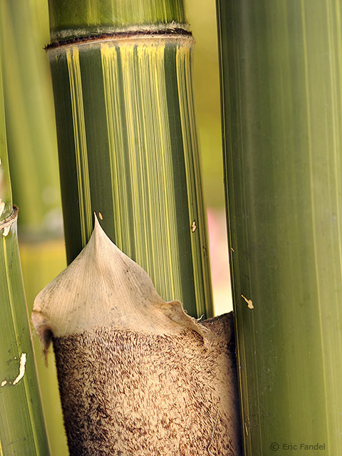 Gigantochloa hasskarliana