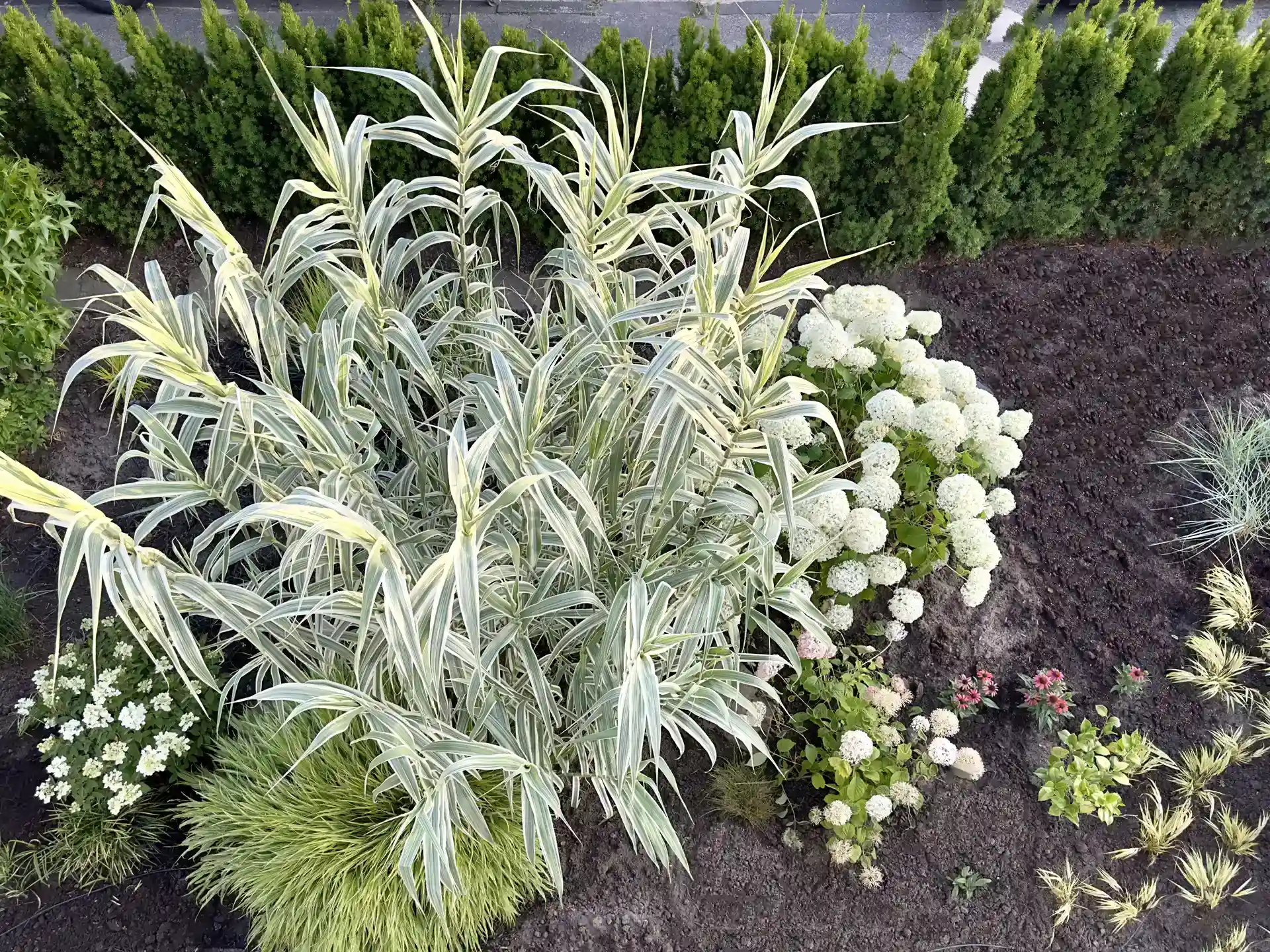 Pfahlrohr Arundo donax Variegata im Staudenbeet mit weißen Blütenpflanzen – winterhartes, großwüchsiges Ziergras.
