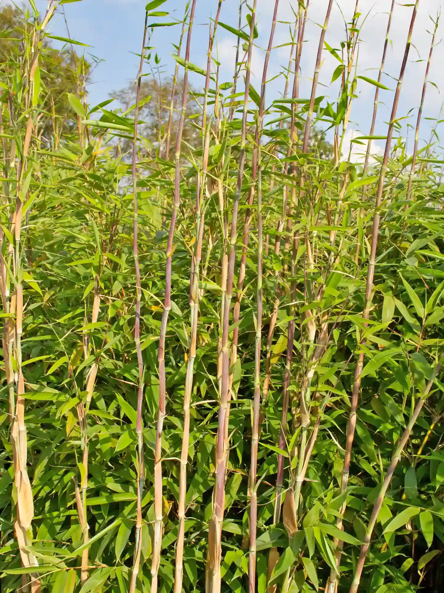Bambus Fargesia 'Maasai'® Aufrechter Bambus 'Maasai' mit langen Halmen und schmalem Laub - Halme mit dichter Belaubung, ideal für schlanke Hecken und Pflanzstreifen.