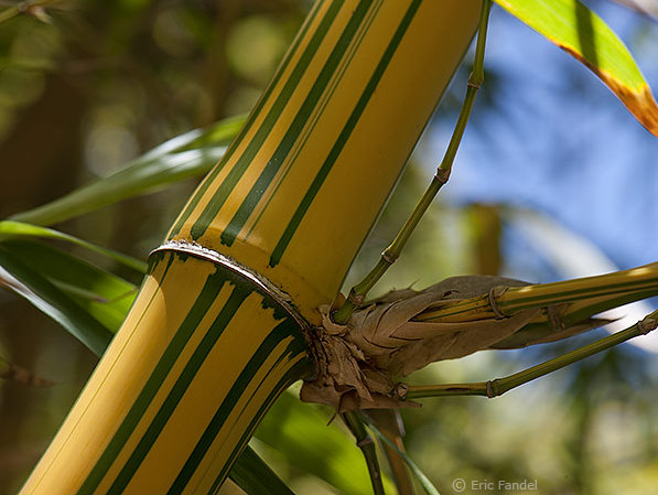 Bambusa vulgaris Vittata (früher Bambusa vulgaris Striata)