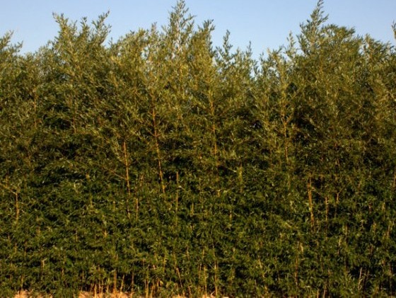 Phyllostachys aureosulcata 'Aureocaulis' 1