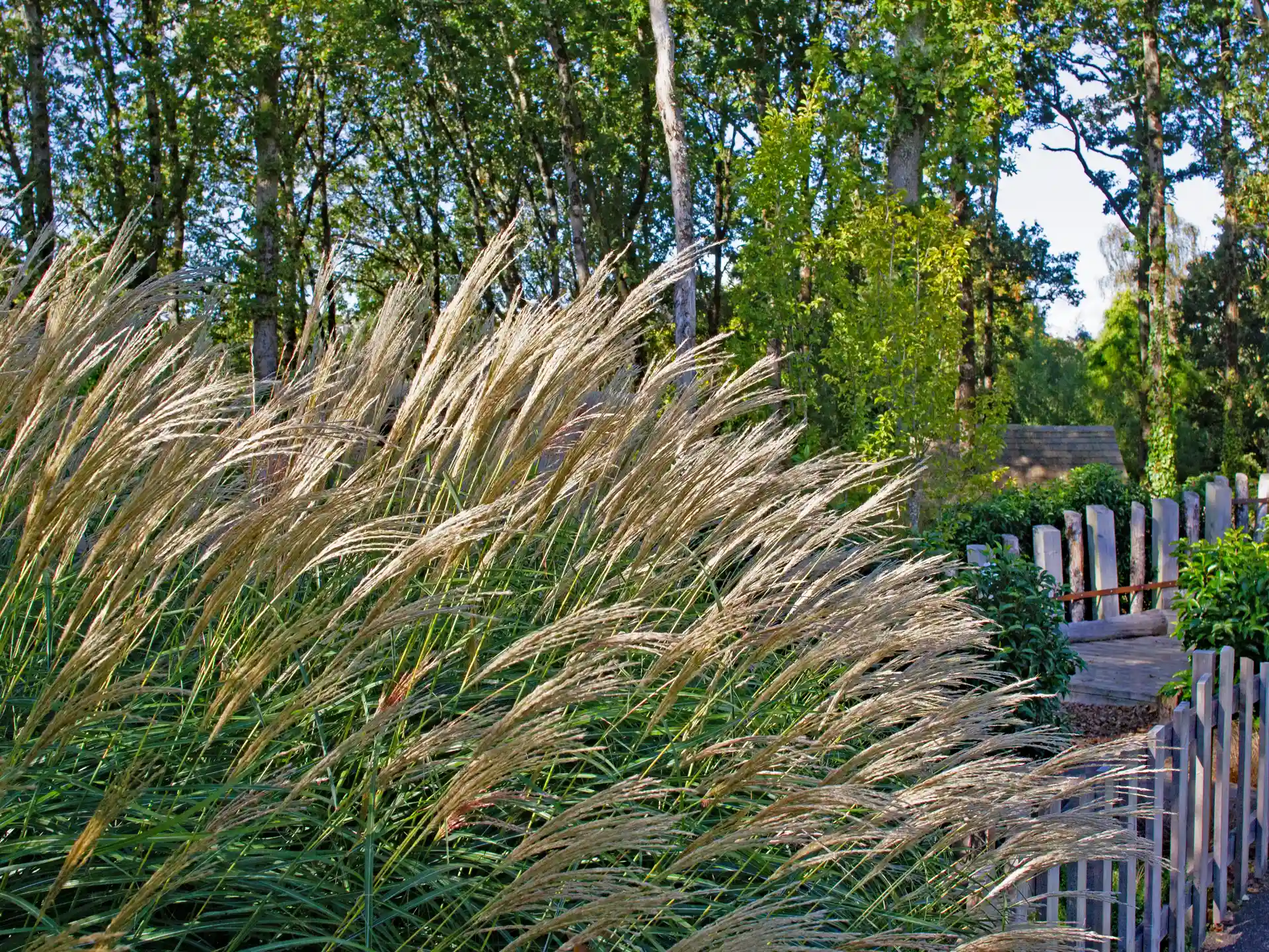 Blühendes Chinaschilf Miscanthus sinensis 'Hermann Müssel' mit silbrig-rosafarbenen Ähren vor einem Holzzaun im spätsommerlichen Garten.