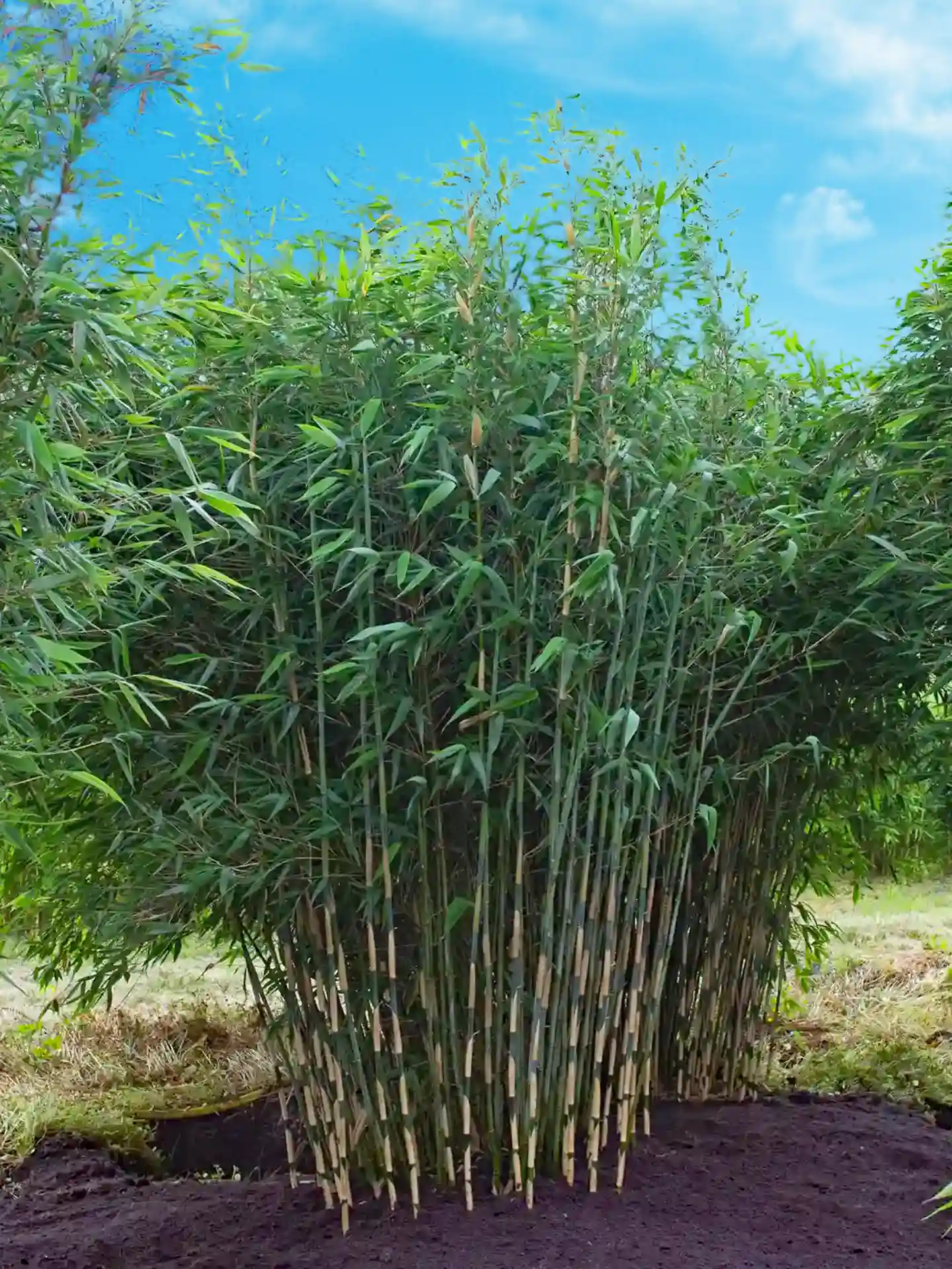 Einzelne Fargesia ‘Elephant Talk’ Bambuspflanze mit grün-beigen Halmen vor blauem Himmel – elegante Zierpflanze für den Garten.