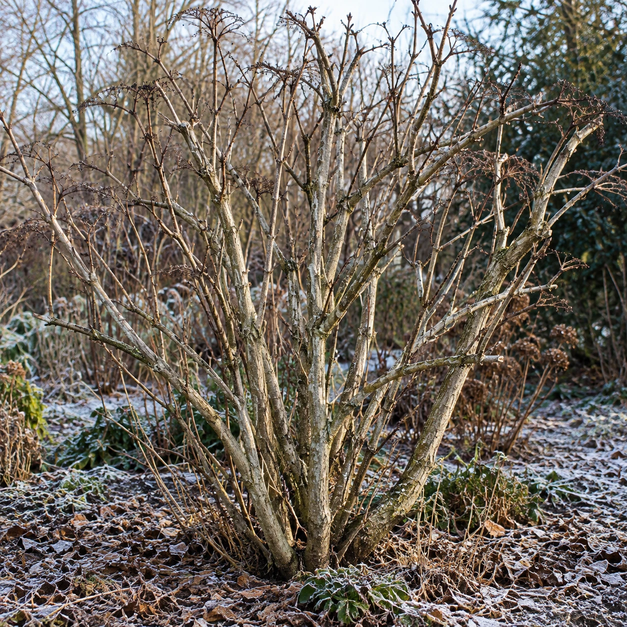 Blattloser Schwarzer Holunder im Garten mit Raureif.