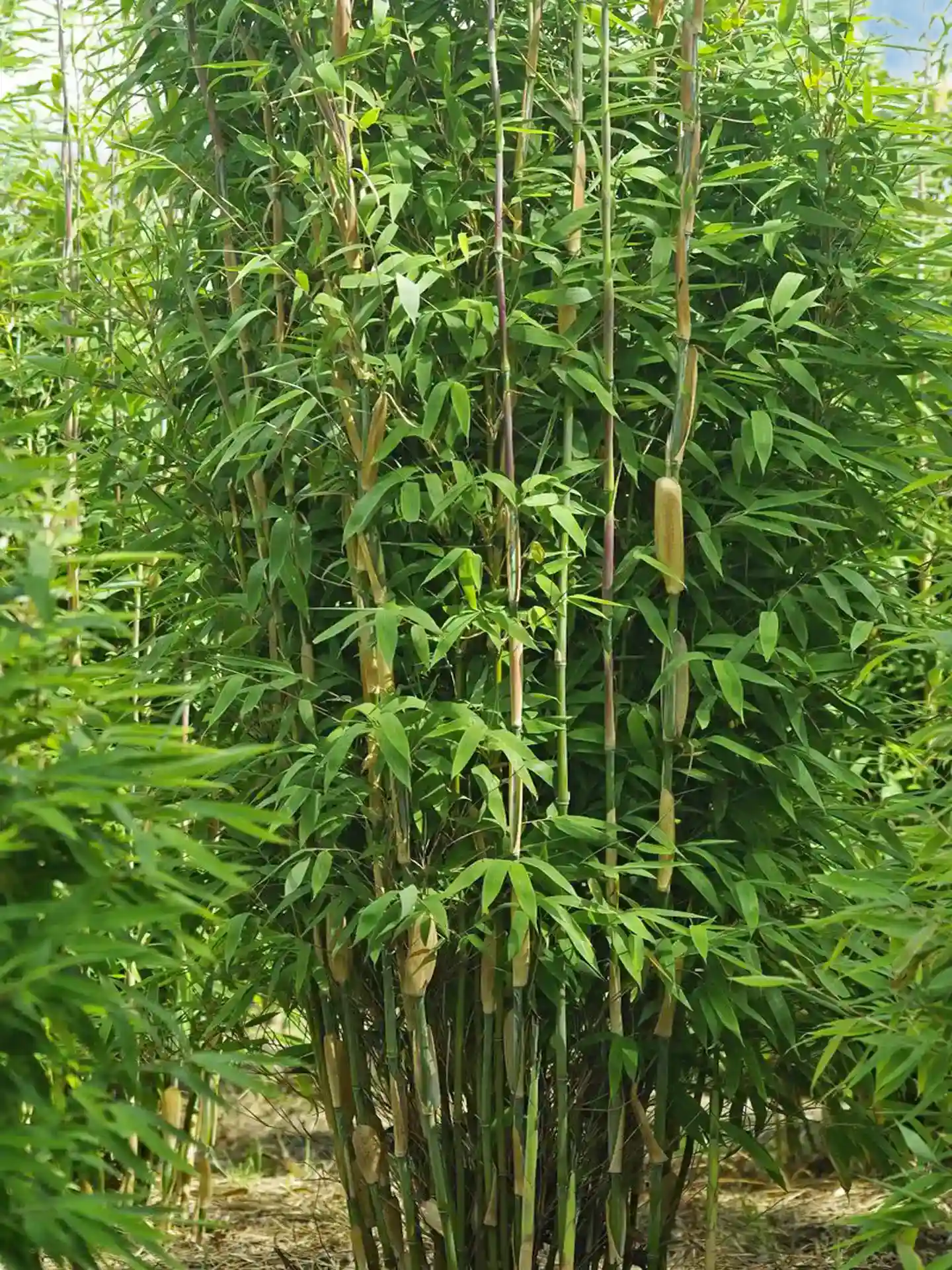 Bambus Fargesia 'Maasai'® Mehrstämmiger Wuchs des Fargesia 'Maasai' mit dunklen Halmen - mehrtriebiger Bambus mit intensiven Halmen, pflegeleicht und ohne Ausläufer.