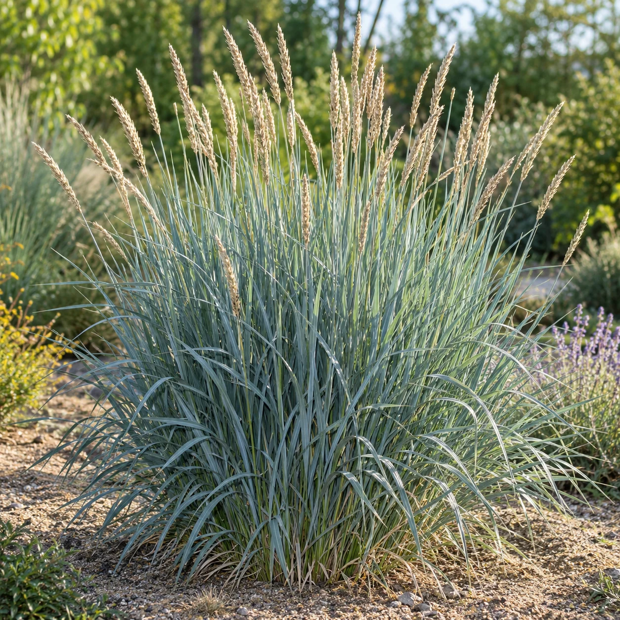 Strandroggen 'Blaue Düne' mit breiten silberblauen Blättern im Gartenbeet.