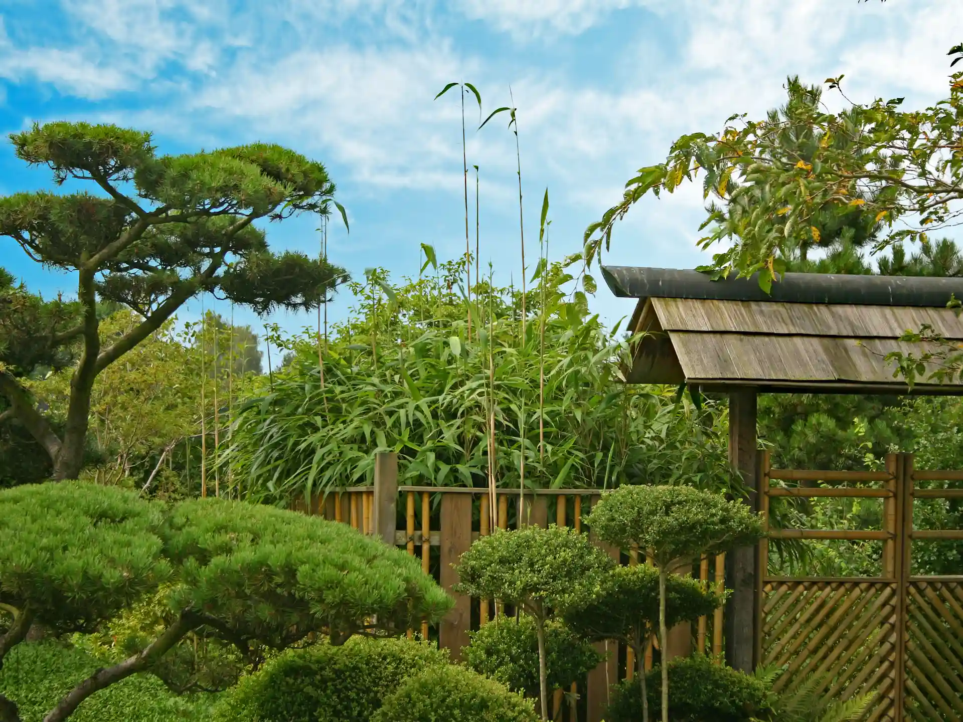 Pfeilbambus in japanischem Garten mit Zierbäumen und fernöstlicher Gartengestaltung - perfekte Ergänzung für asiatische Gartenkonzepte.