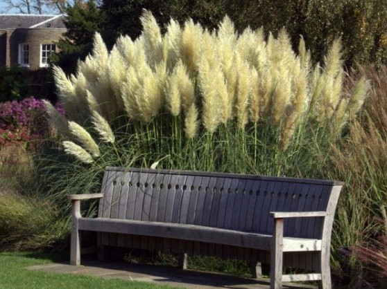 Was genau ist eigentlich Pampasgras? Pampasgras Cortaderia selloana Bank