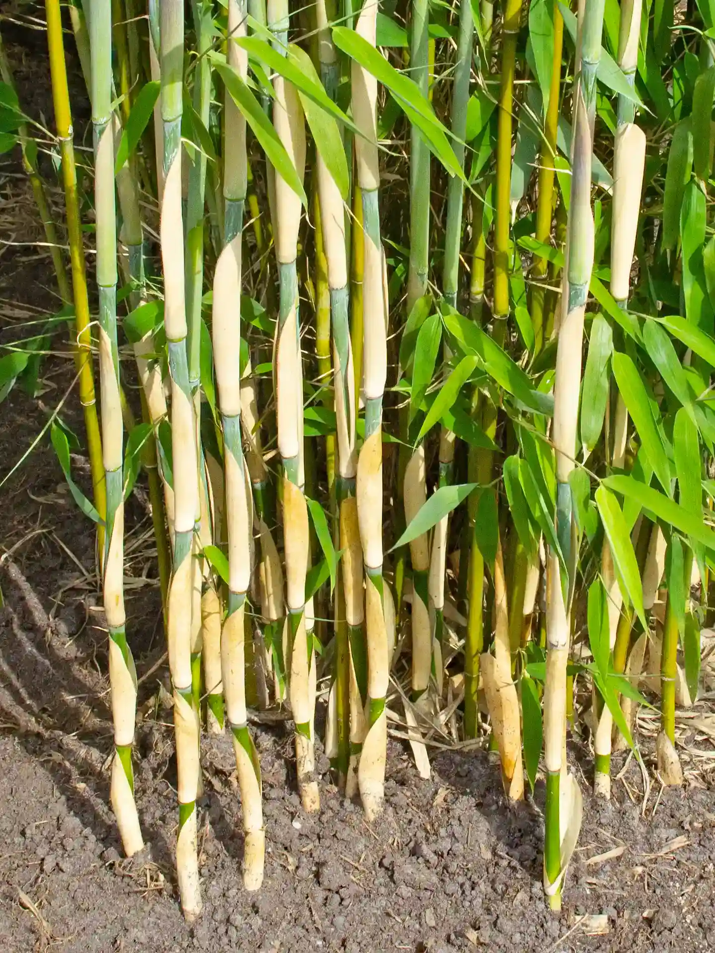 bambus bändigen Bambus schwarz - Phyllostachys nigra main image 0