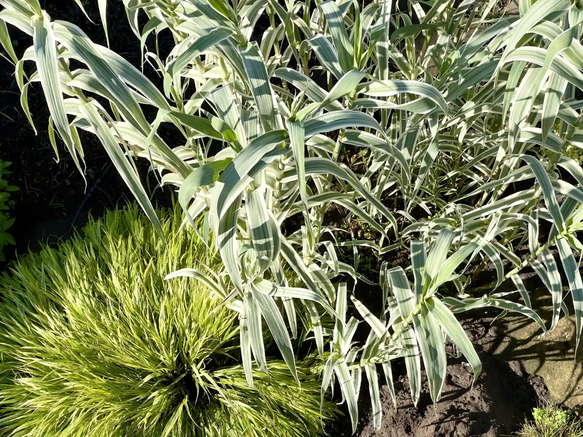 Nahaufnahme von Pfahlrohr Arundo donax Variegata mit grün-weiß gestreiften Blättern, ideales Ziergras für sonnige Beete.