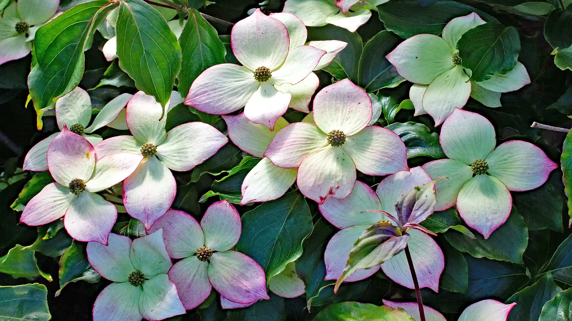 Blumenhartriegel: Blütenschmuck & leuchtende Herbstfarben